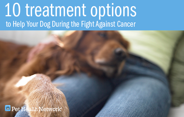 how to help dogs with cancer