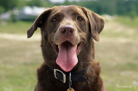 Chocolate lab panting