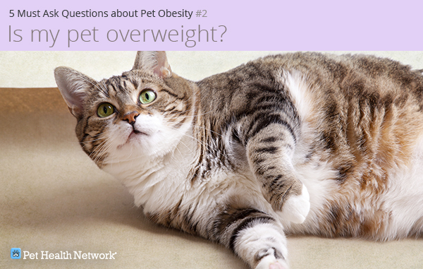 Overweight cat laying on floor