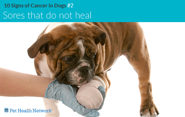 10 Signs Of Cancer In Dogs