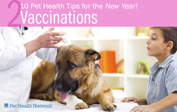 10 Pet Health Tips for the New Year