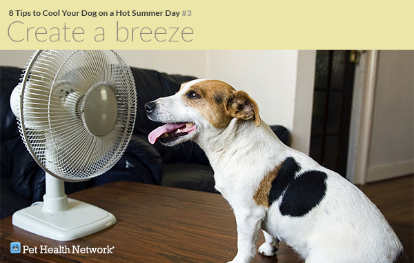 8 Tips to Cool Your Dog on a Hot Summer Day