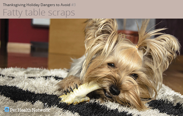 Yorkshire terrier chewing on a bone
