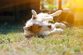 Dog rolling in grass