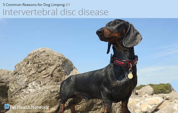 Dachshund hiking