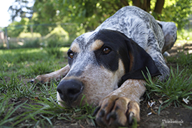 Dog in the shade