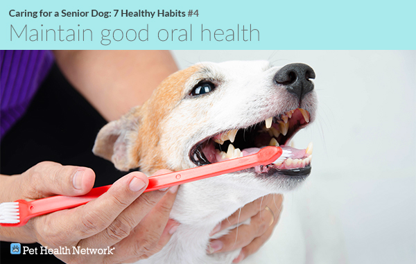 Man brushing his dog's teeth