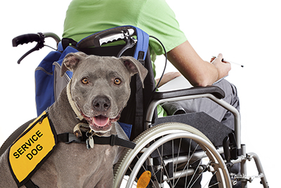 Service dog with disabled child