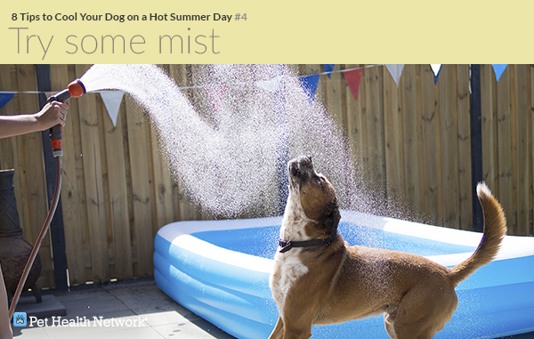 cooling dog down in heat