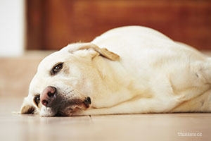 Lab laying on floor