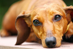 Dachshund close up