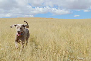 Dog running through field