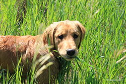 Dog in tall grass