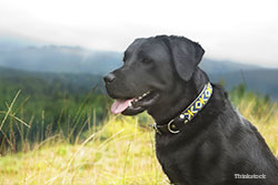 Lab on a hike