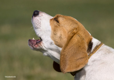 a puppy barking