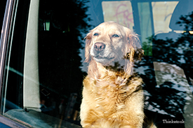 Dog in the car