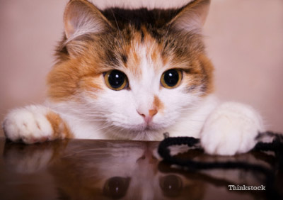 cat drooling over counter