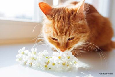 7 Causes Of Cat Sneezing