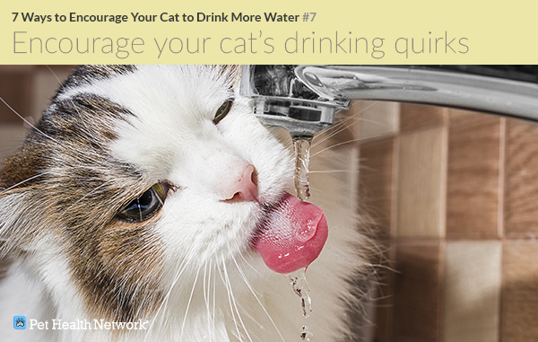7 Creative Ways to Encourage Your Cat to Drink More Water