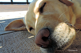 Labrador laying down in the shade