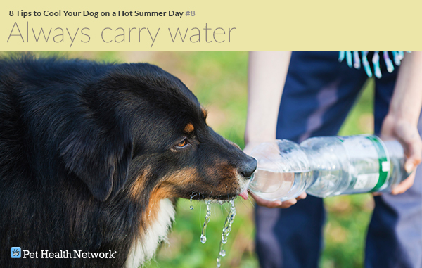 Do Dogs Feel Hot In Summer