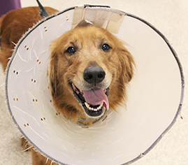 Dog wearing a cone