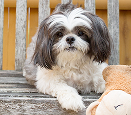 Dog laying on a bench