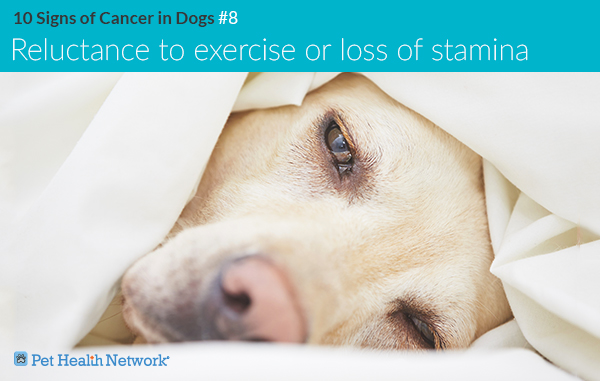 can cancer patients have dogs