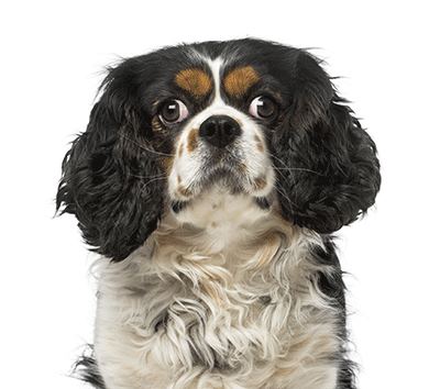 Time Magazine and Designer Dogs: My Response Cavalier King and Pug