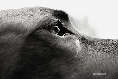 Great Dane's eyes