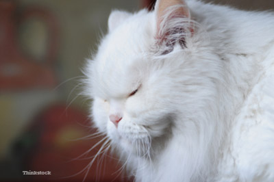 White Cat