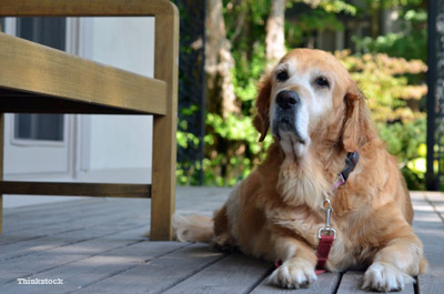 Old dog on porch