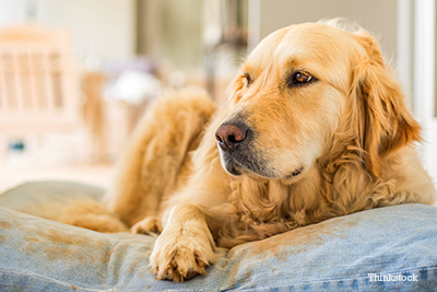 Golden Retriever on porch