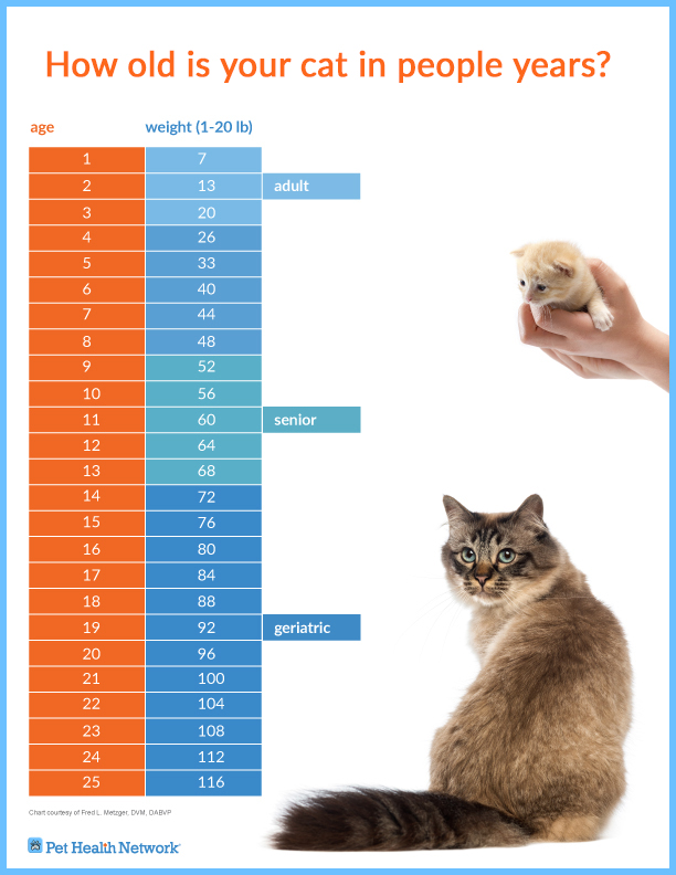 how old is a cat in 14 human years