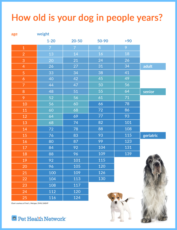 How Old is Your Dog in People Years?