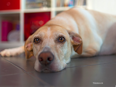 Amputation and Prosthetics for Dogs Dog on floor