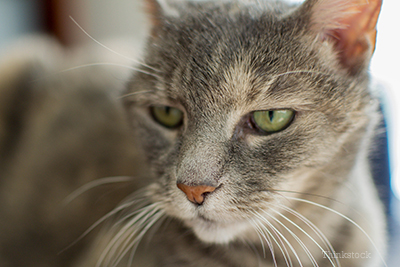 Amyloidosis in Cats Cat looking away