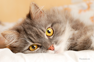 Long haired cat on bed