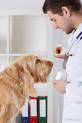 Vet giving a dog a pill