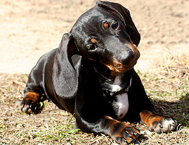 dachshund used for hunting