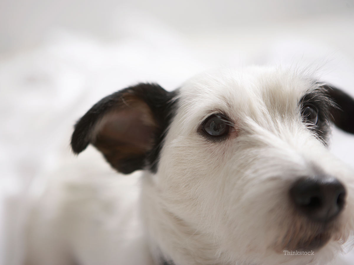 Black eye Terrier