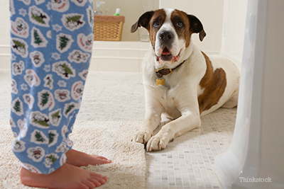 Dog on bathroom floor