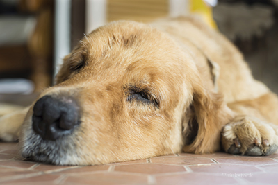 Senior dog laying down