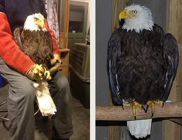 Bald-Eagle rescued