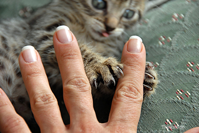 How To Pick Up A Cat Without Getting Scratched