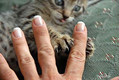 Kitten playing with person's hand