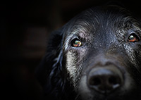 Blind Dog Rescued by Cyclist from Freezing Conditions Dog close up
