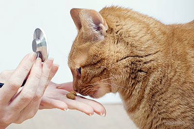 Veterinarian giving cat a treat