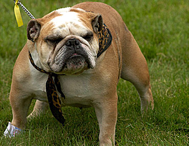 full breed english bulldog