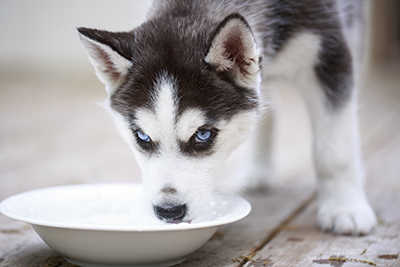 Husky drinking cold water